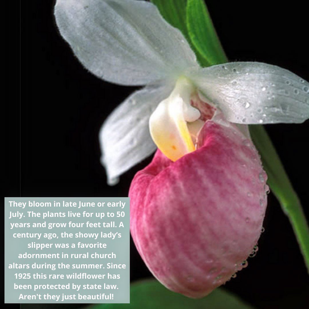 Did you know that our official state flower is the Lady Slipper? Minnesota adopted the flower back in 1902. They bloom in late June or early July & live up to 50 years and grow four feet tall. Swipe through to learn more: