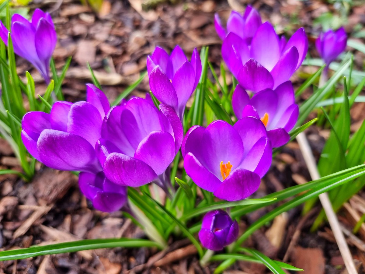 JoePorterUK's tweet photo. Thank you @GWandShows for a wonderful first episode of the new series. Spring has sprung and the joy of #GardenersWorld is back! 💚🌷☀️ https://t.co/iTF2wboRsZ
