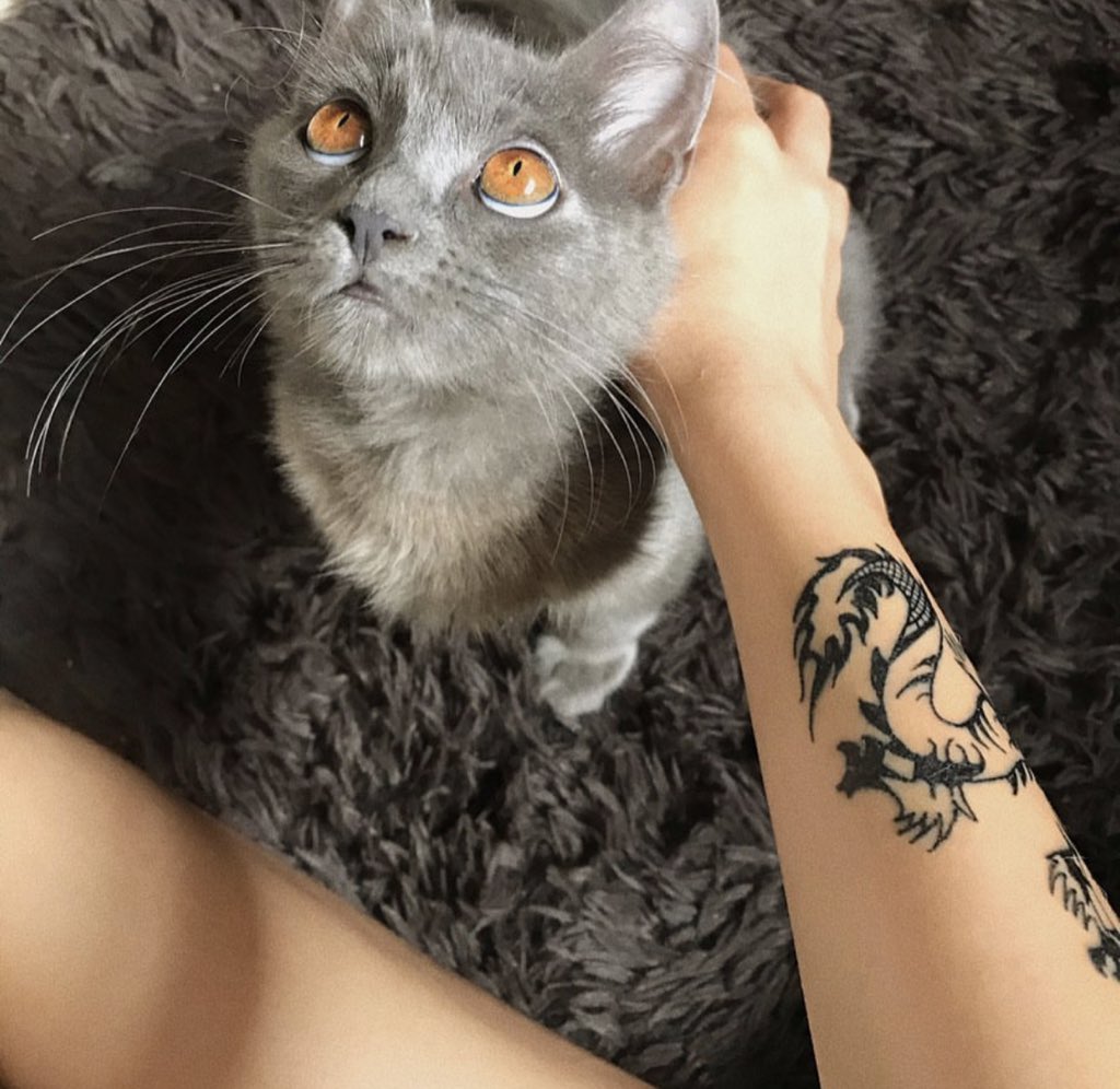 bluexpilots's tweet photo. [NÃO PASSA POR FAVOR] 

essa é a luna e precisa muito da sua ajuda, ela sumiu por 5 dias e voltou sem movimentar as pernas e com a respiração forte (devido dor) eu consegui fazer minha mãe levar no veterinário e raio x, ultrassom e consulta deu 725 (já não temos condição) + https://t.co/x3XaN6OaVi