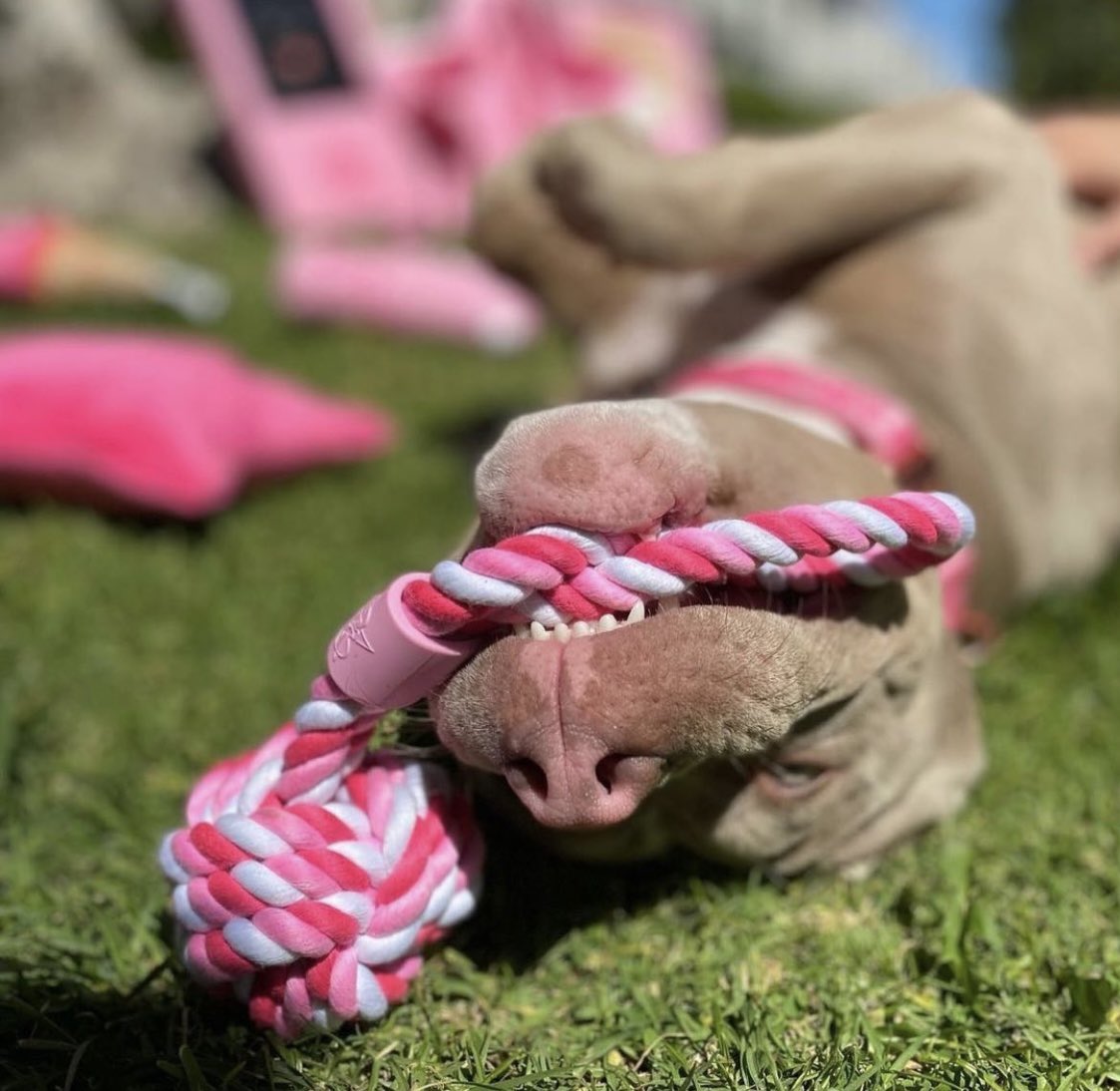 JeffreeStarPets tweet media