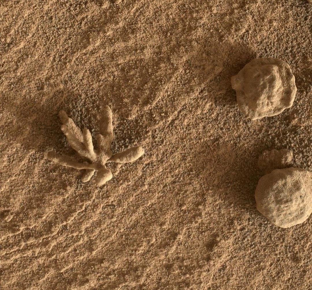 redditSpaceView's tweet photo. Smaller than a penny, the flower-like rock artifact on the left was imaged by NASA’s Curiosity #Mars rover https://t.co/94ETPZNZXd
