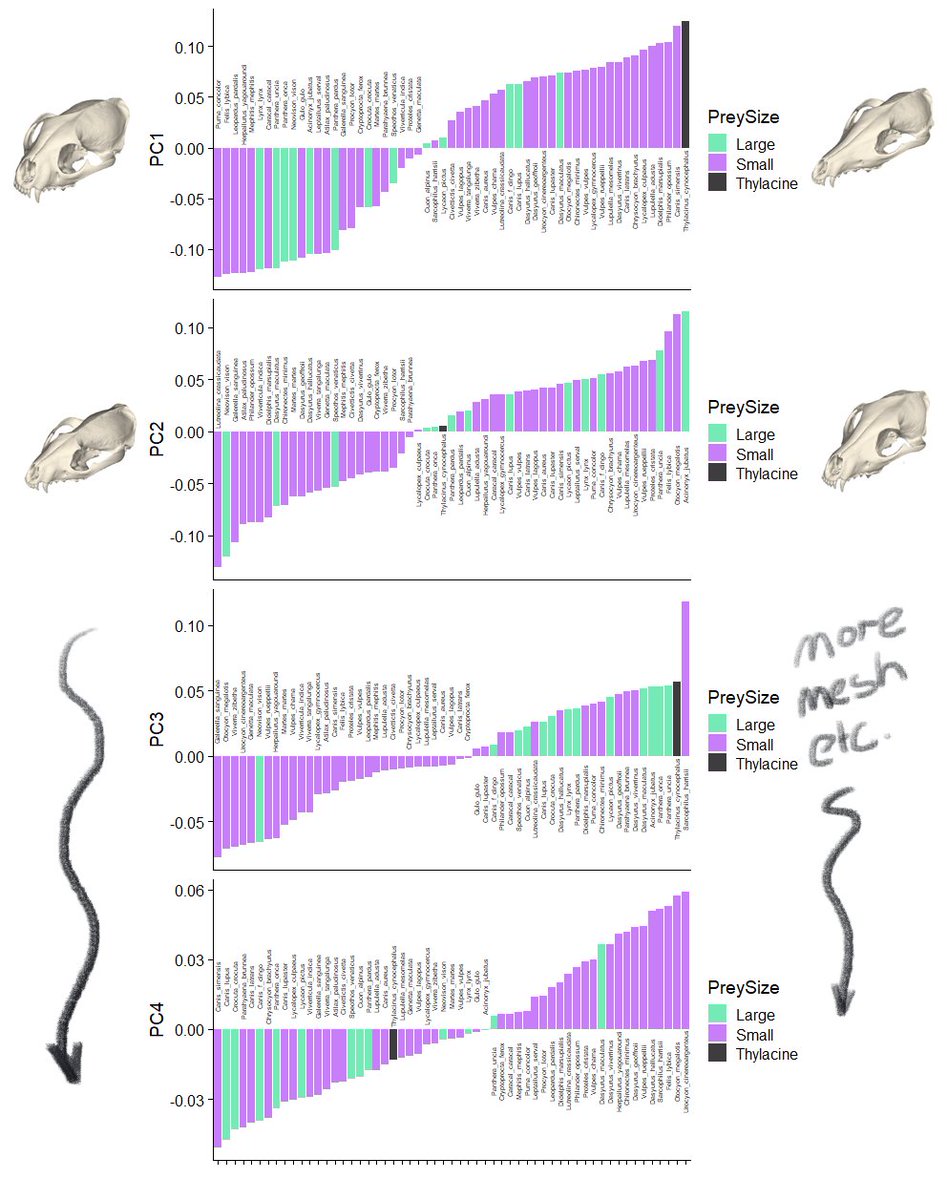 DSRovinsky's tweet image. Hey people that work with #morphometrics or GMM Or #DataViz  
What do you think of plotting PCA results as barplots, instead of bivariate plots? 
Lets you see nearest-neighbor relationships, categories, but mostly it helps fix the issue of over-interpreting bivariate PCA plots.