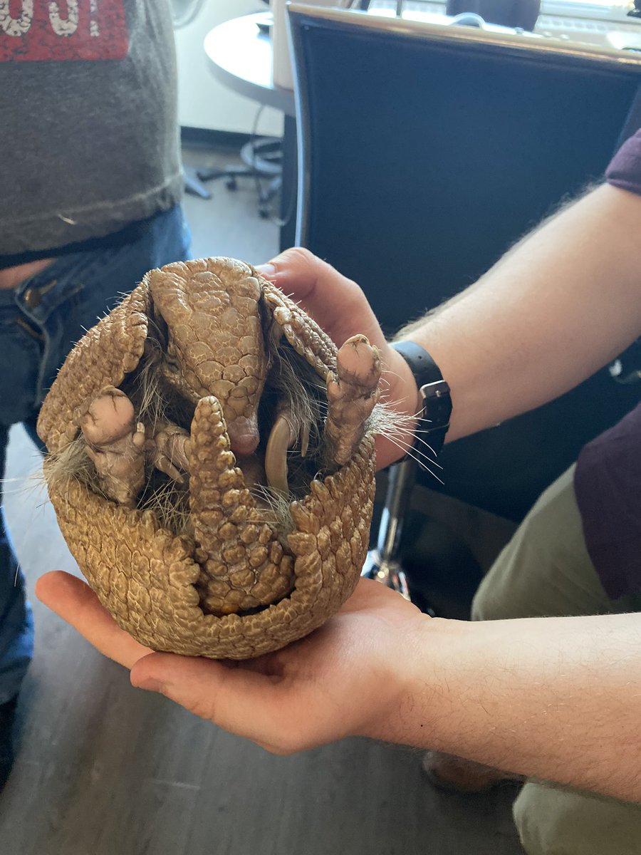 HansonApril's tweet photo. This is Armageddon the Armidillo. We got to cuddle him this morning  thanks to our new friends from YYC Nature &amp; Education Centre who will be at the LETHBRIDGE WILDLIFE FESTIVAL at @YQLDistrictEX all this weekend! - April #yql #armidillo ❤️ https://t.co/g5yygPnO5O