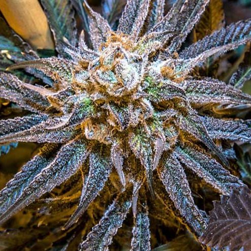 Cannabis_Promos's tweet photo. Grape Ape 🍇🐒 https://t.co/cZypCQiLf5