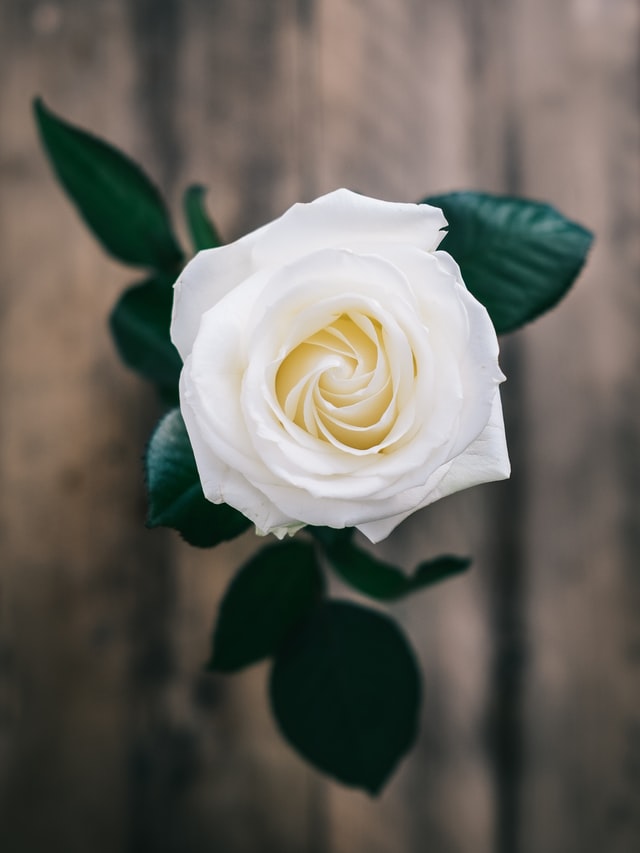 visionplusinc's tweet photo. If we could see the miracle of a single flower clearly our whole life would change.

#PlantAFlowerDay https://t.co/MVLaTfx0CC