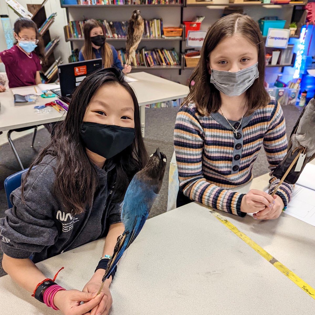 PSMatUPS's tweet photo. Look at these little naturalists learning about urban bird diversity & skull morphology using our teaching specimens!! We love being able to share museum specimens with local classrooms to hopefully inspire the next generation of scientists & artists! #museumspecimens https://t.co/r9eV9KEyng