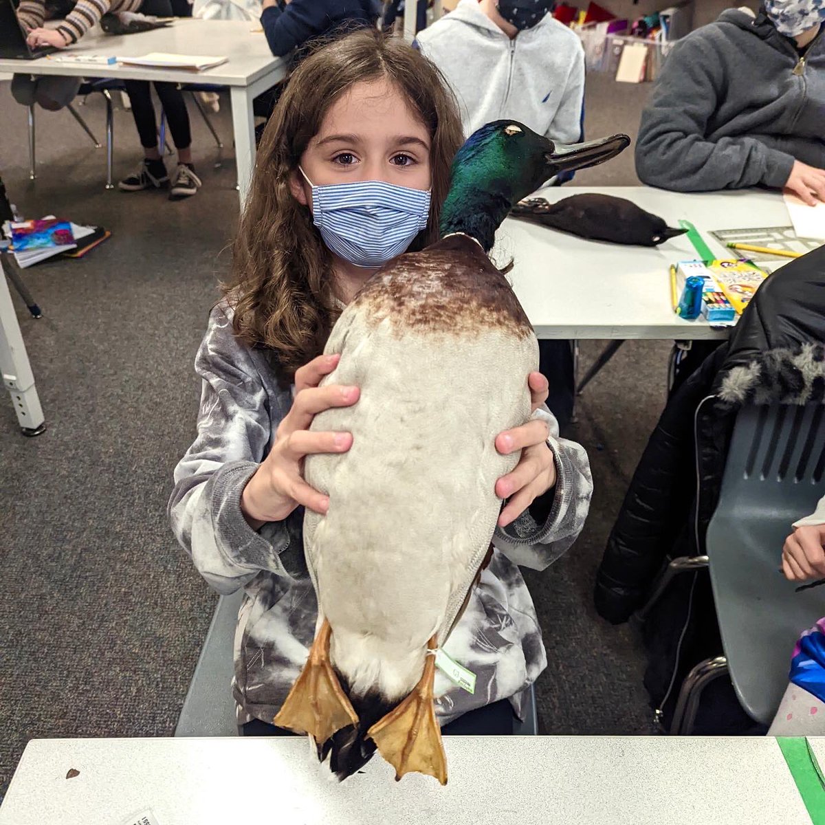 PSMatUPS's tweet photo. Look at these little naturalists learning about urban bird diversity & skull morphology using our teaching specimens!! We love being able to share museum specimens with local classrooms to hopefully inspire the next generation of scientists & artists! #museumspecimens https://t.co/r9eV9KEyng