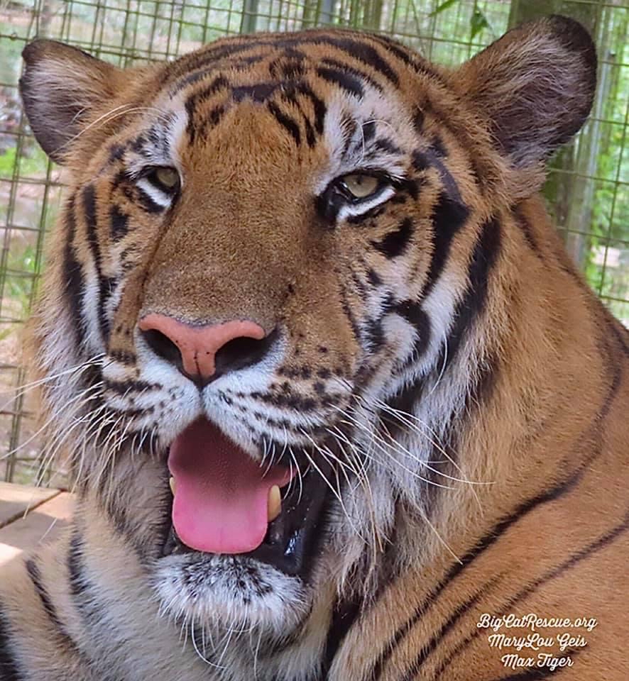 BigCatRescue's tweet photo. HAPPY HOUR STARTS NOW!
#MaxTiger #BigCats #BigCatRescue #HappyHour #Friday #WeekendWarmUp #Tiger #CaroleBaskin #TGIF https://t.co/wTEkcPePhJ