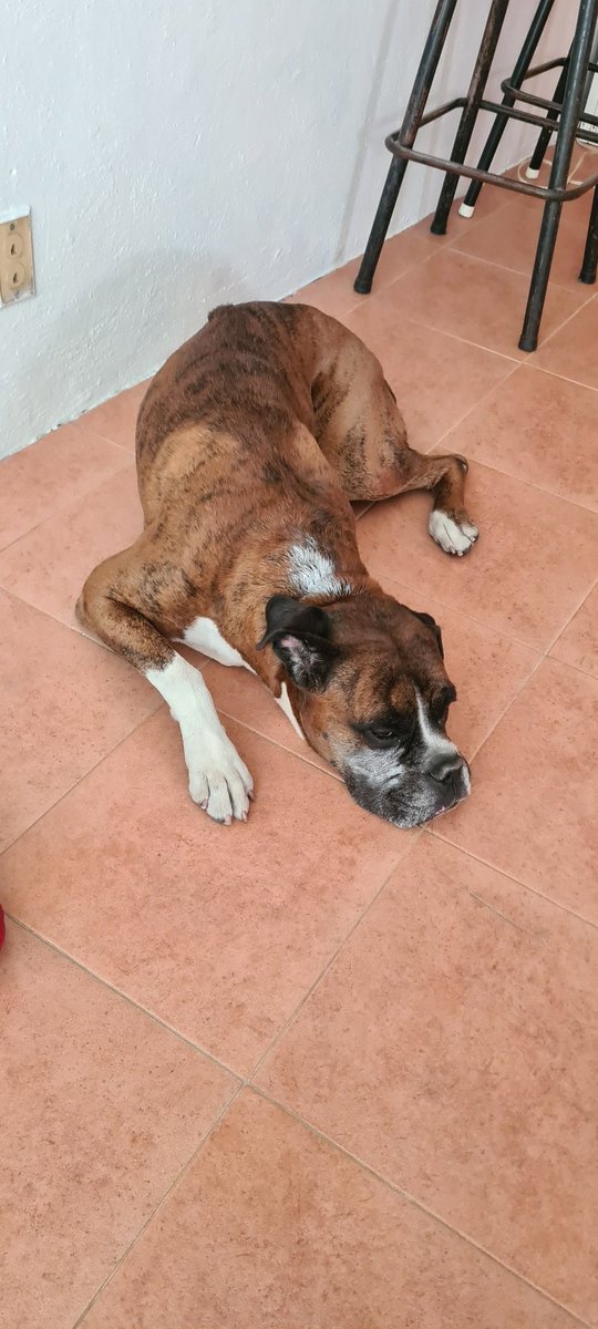 NestiX's tweet photo. Y así me dejaron a mi perro con 7 mordidas  que YO SI LO TRAIA CON CORREA 30 min y ni un policía 3 pitbull agresivos sin correa un dueño irresponsable y todavía me amenazó con " toparme" @ChapultepecCDMX  es @Claudiashein  @SSC_CDMX @ElMuro_AC   gracias a @BistroCh  por apoyarme https://t.co/N7vEixHrJk