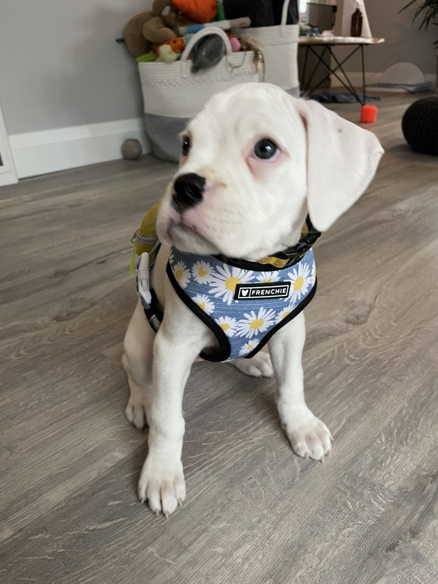 hannah_hunter27's tweet photo. @lululemon  Daisy is all ready for her walk 🥺 https://t.co/iuwmegMetV