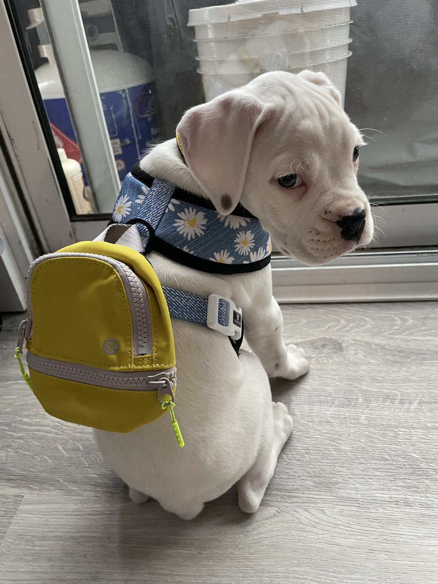 hannah_hunter27's tweet photo. @lululemon  Daisy is all ready for her walk 🥺 https://t.co/iuwmegMetV