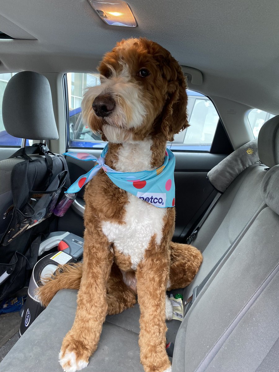 Caramel turned one this week.
Also he is here to interrupt your feed to cheer you up.