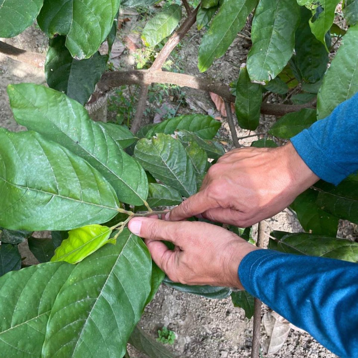 agrocognitive's tweet photo. Han estado probando nuestra plataforma para identificar mejoras que permitan al productor hacer un seguimiento oportuno y eficiente del mismo.

#agriculturadeprecisión #agricultura #AgroCognitive https://t.co/26MdaijEWc