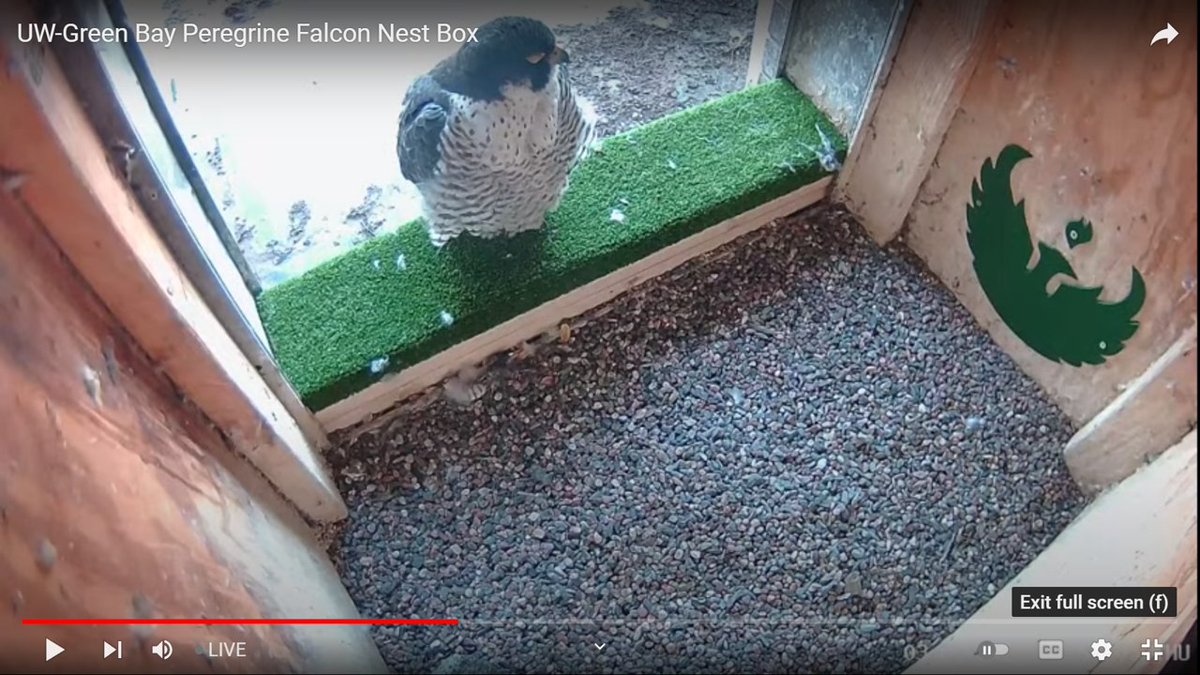 Our nesting campus Peregrine Falcons have returned to the Cofrin Library nest box! Here is Mimi sleeping in the box. Follow the live feed on YouTube: youtube.com/channel/UC0P9Z…