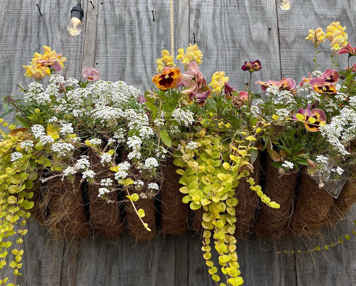 WDCGardener's tweet photo. Cool-season annual container planting ideas at a garden center. #gardendc #coolseason #annuals #containers #flowerfriday #annualcontainer #springcontainer https://t.co/A3lKk6V40j