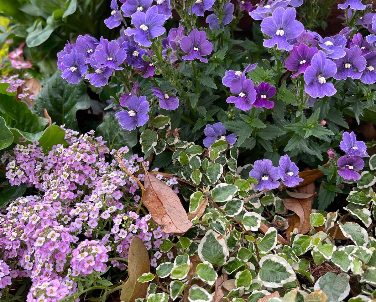 WDCGardener's tweet photo. Cool-season annual container planting ideas at a garden center. #gardendc #coolseason #annuals #containers #flowerfriday #annualcontainer #springcontainer https://t.co/A3lKk6V40j