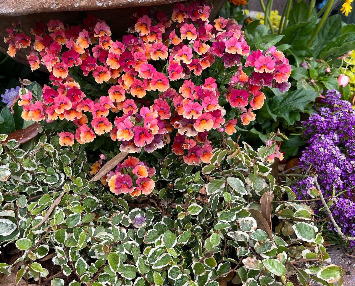 WDCGardener's tweet photo. Cool-season annual container planting ideas at a garden center. #gardendc #coolseason #annuals #containers #flowerfriday #annualcontainer #springcontainer https://t.co/A3lKk6V40j