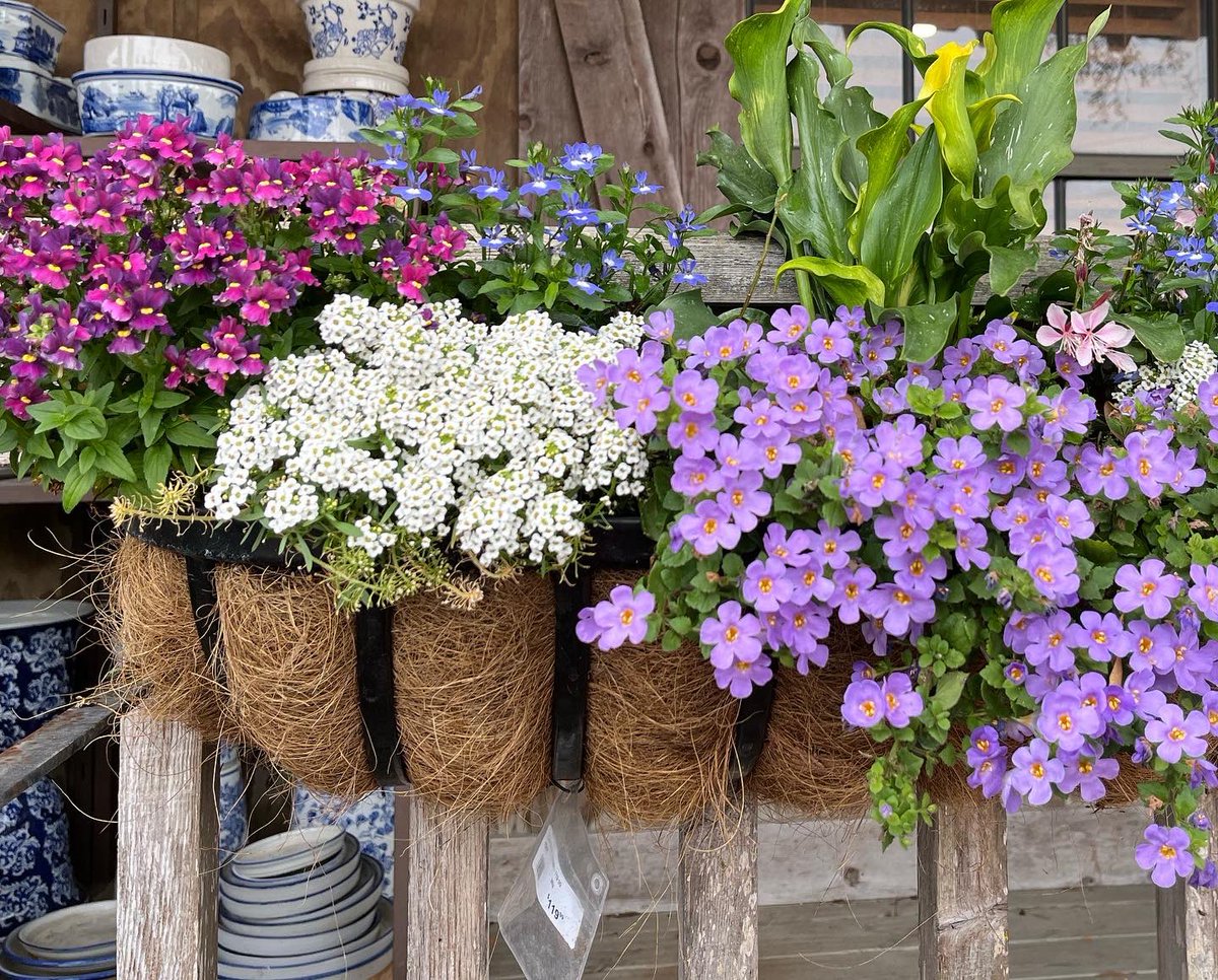 WDCGardener's tweet photo. Cool-season annual container planting ideas at a garden center. #gardendc #coolseason #annuals #containers #flowerfriday #annualcontainer #springcontainer https://t.co/A3lKk6V40j