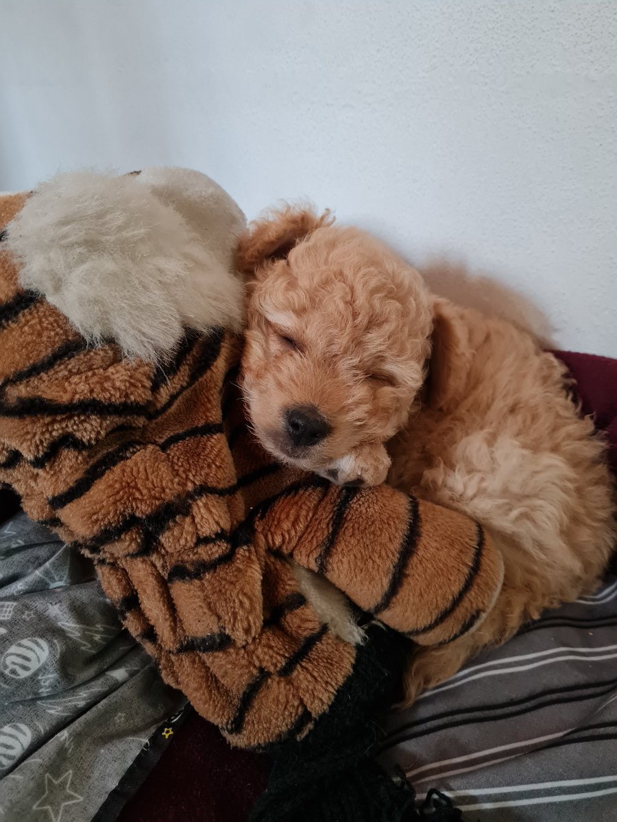 Tefi_Cabrera's tweet photo. @HectorColiman @martinp5_ Una foto de Cali bebé, ahora va a dormir más cómoda en sus nuevas sábanas de algodón egipcio! https://t.co/ALz3JiXqAH