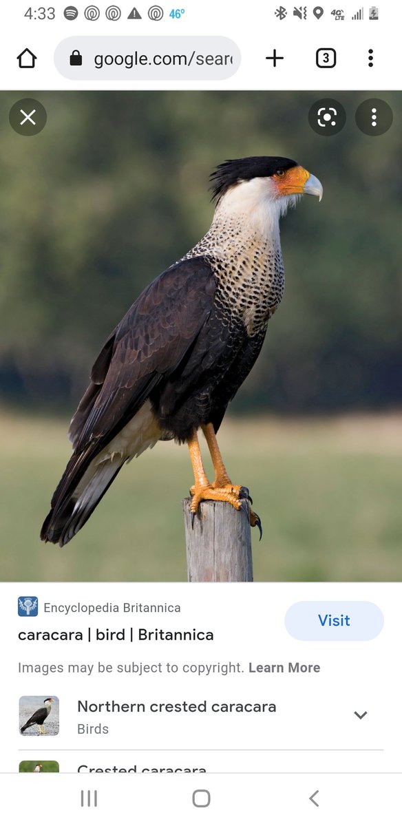 TNC_KENNELS's tweet photo. What does the rest of Twitter call these other than the Mexican eagle or Mexican air force https://t.co/LK8kNcOOcj
