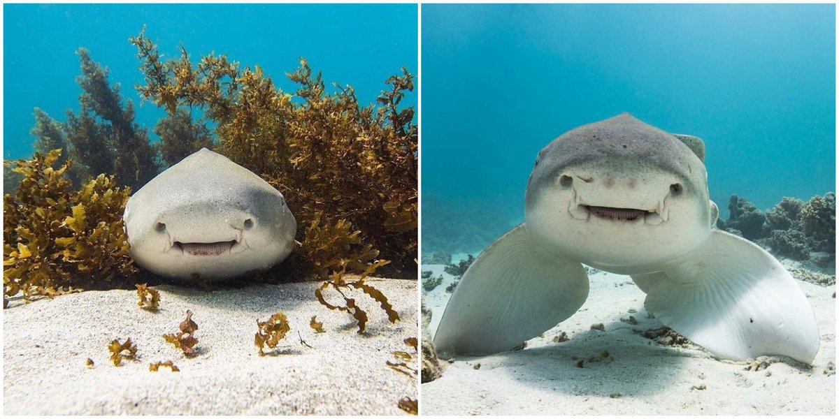 elisa_hyebin's tweet photo. Noe is currently obsessed with tapirs but elise just searched up photos of leopard sharks and LOOK ISN'T IT THE CUTEST EVER https://t.co/vrNQnD5uhu