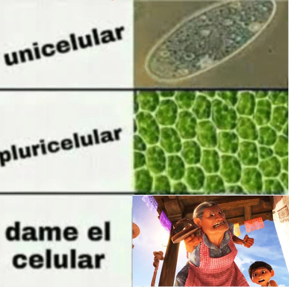NietosDeMendel's tweet photo. ¡Otro viernes más!🥳🥳 #lacienciamola https://t.co/UHWHTC4Zqn