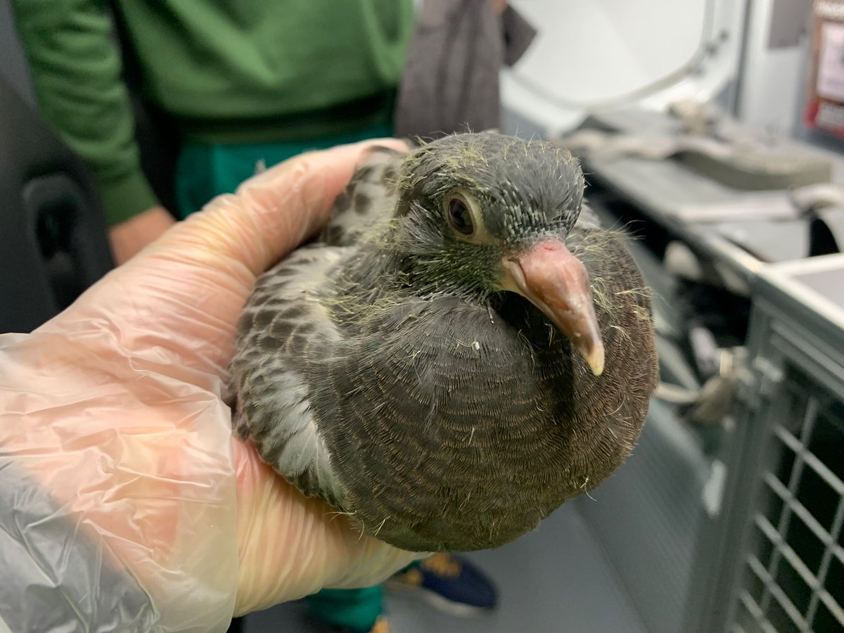 DierenAmsterdam's tweet image. Voor een pieper uit de #Spaarndammerbuurt
werden wij erop uitgestuurd
de baby uit het nest gepleurd
nog een beetje rondgeleurd
geen moeder te bekennen
nu bij tante Yvonne laten verwennen
zijn jullie je &quot;nest&quot; al uit deze morgen
veel liefs en een zaterdag zonder zorgen.