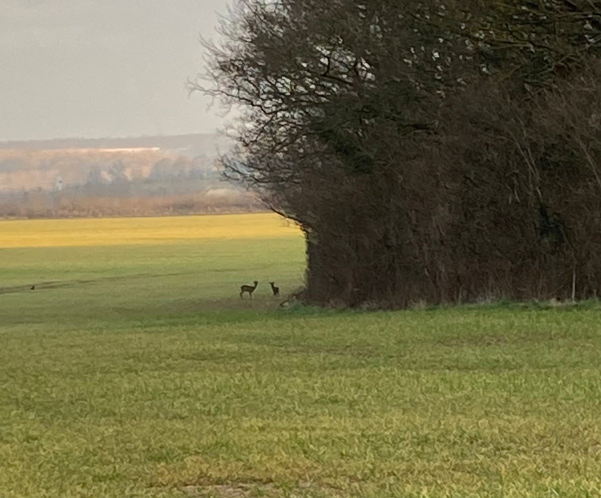 linwhitehouse's tweet photo. All we want to do is @saveferriby2020 & keep green space for our wildlife https://t.co/wp95ET9cQw