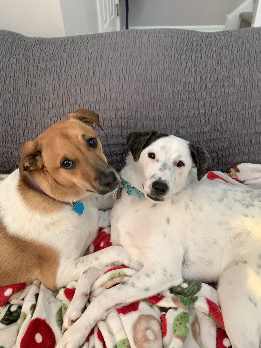 daniellemu112's tweet photo. Puppy update: I swear they are from the same litter, but man JD has a smol head https://t.co/iJtJWFnorh