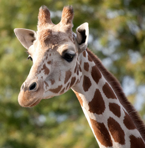 DenverZoo's tweet photo. We are deeply saddened to share that Heshimu, our 19-year-old reticulated giraffe, was humanely euthanized this morning, after an acute change in her health. (1/7) https://t.co/nOSlK8OclN