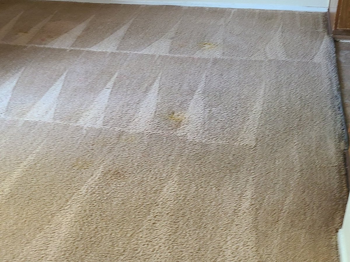 CarpetCannon's tweet photo. Low moisture carpet cleaning 
Op machine 
Dries under 60 minutes 
#investinyourself https://t.co/jsQaPlZrGh