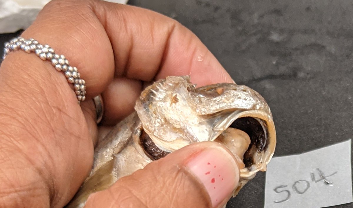 Fish_Farah_TT's tweet photo. When everything goes according to key🙂 #stellifer #trinidad #stardrum #sciaenid #fish https://t.co/MJZQblh5HB