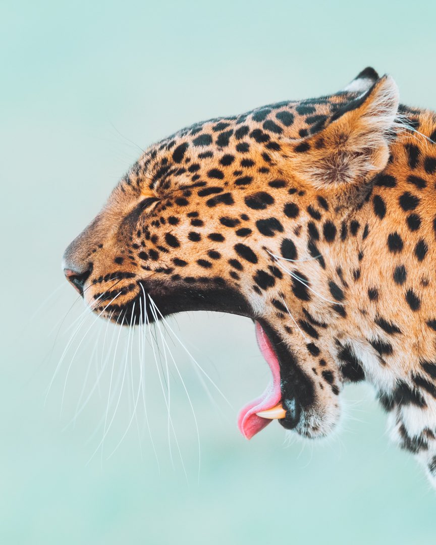 Charlee Wild 🐺 tweet media