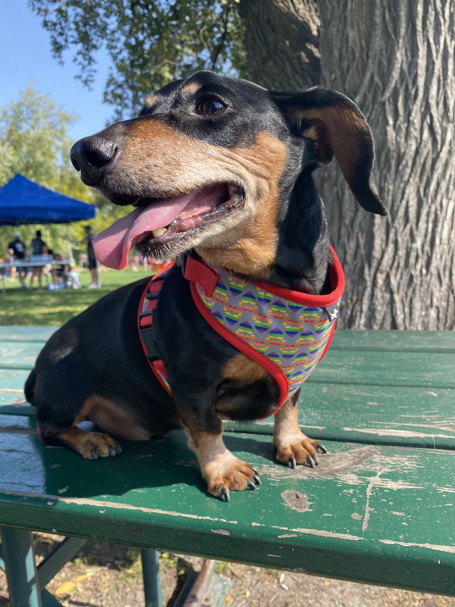 Maxi Pad tweet media