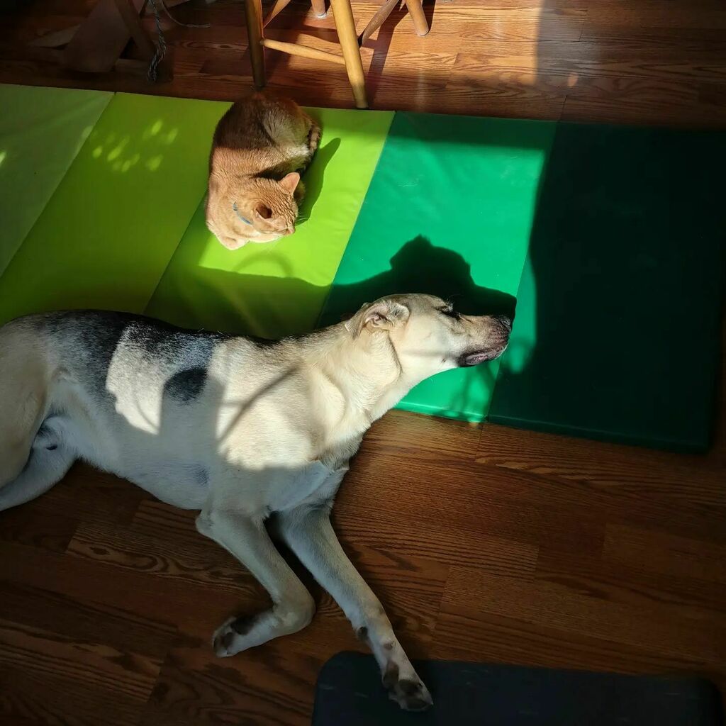 pinkmakescomics's tweet image. Sunbeam trap in my studio - critters always fall for it.

#doggo #catto #sofuckingcute #artiststudio instagr.am/p/Ca-y0KZrwgW/