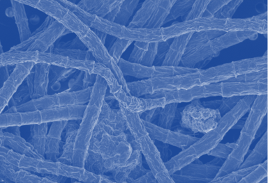 Love microbes and metals? So do we! We're looking for a postdoctoral scholar with bioinformatics experience to join our group studying marine microbial ecology! More details and application instructions here. gradschool.oregonstate.edu/postdocs/open-…