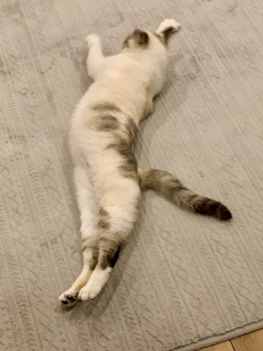 nekomangakakuyo's tweet photo. 猫背矯正？
     その気になれば
           ちょちょいのチョイよ( ´･֊･` )

#猫的ビフォーアフター https://t.co/2lBC1HXPvs