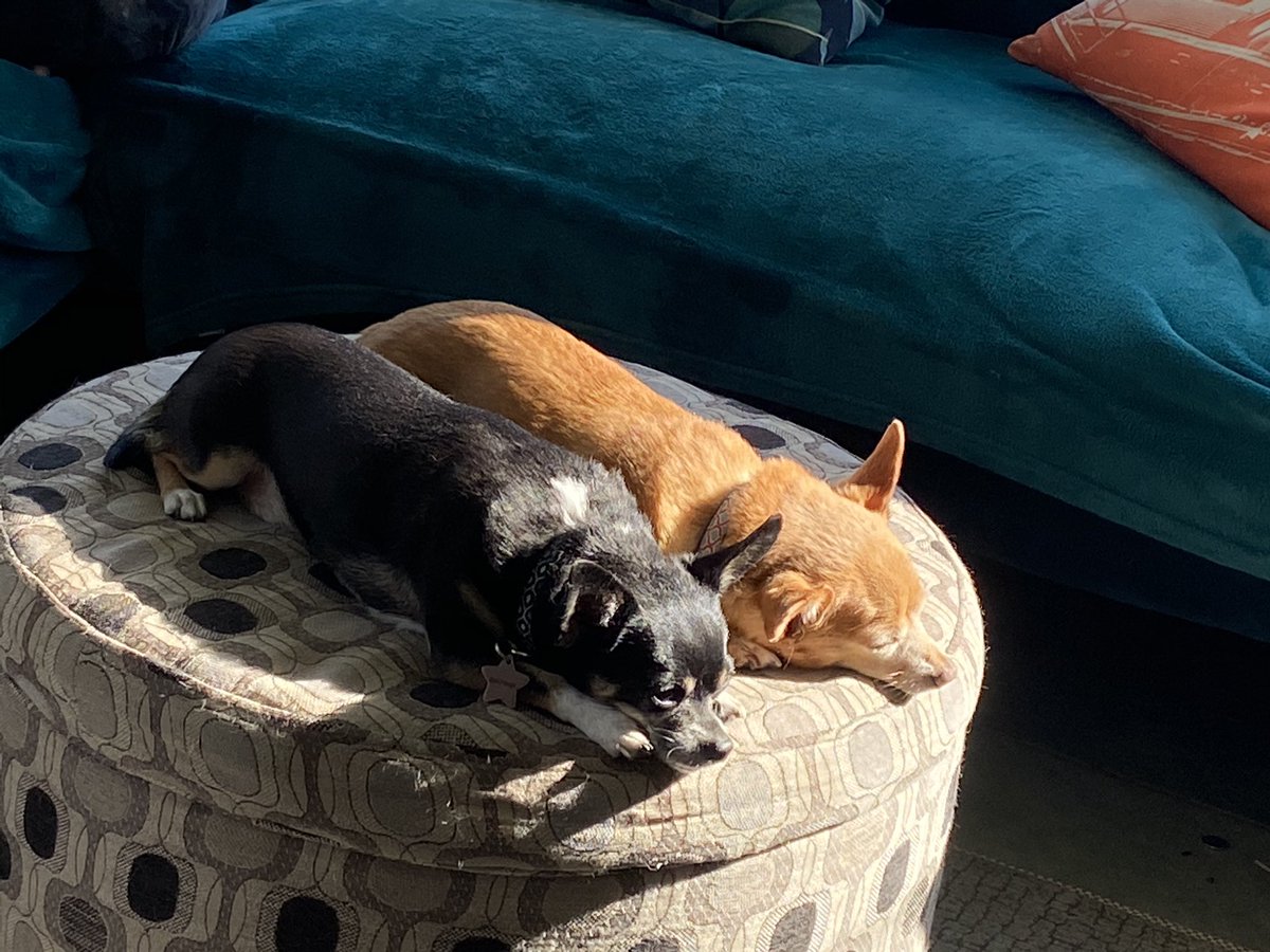 Ghost Ape tweet media