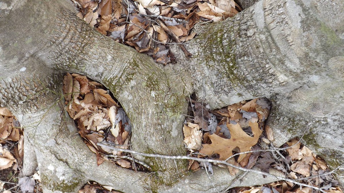 anneheck's tweet photo. Let us not underestimate the power of touch; it supports us in standing strong ~
#touch #touchsomeone #standstrong #reachout #power #strength #naturewisdom #TreasuresfromtheTrail https://t.co/8XPXDo21Cw
