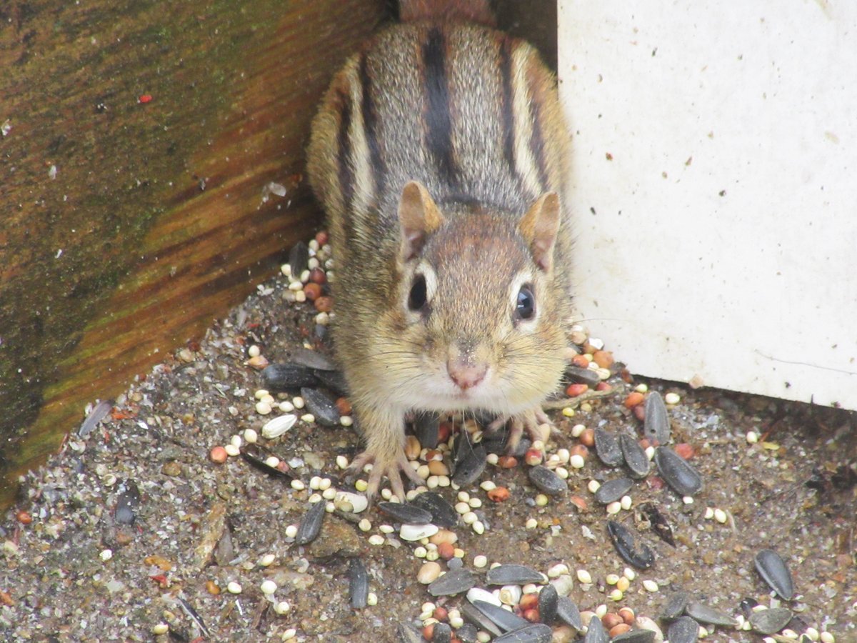 Safigirl17's tweet photo. The first chipmunk of the season! I had to give her a fresh bit of seed. #Chipmunk #SquirrelScrolling #ChipmunkScrolling ๐๐ฟ๏ธ https://t.co/fVOmK2Zq34