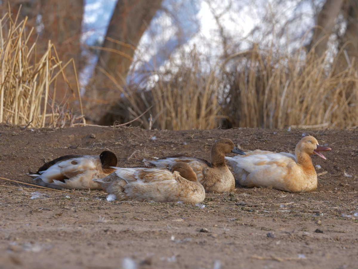 DuckFoodBot's tweet photo. take a break and feed some ducks 🥰 you only need to retweet and i will drop food onto the pond at https://t.co/pTJuXhq0o4 https://t.co/6GF1oBPfGy