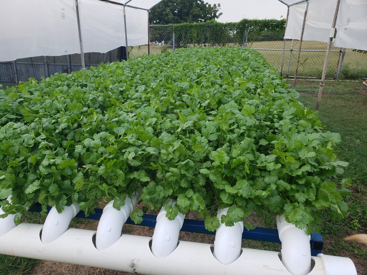 FerrerPapo's tweet photo. Cilantrillo  para la venta  , Cabo Rojo https://t.co/yMeEQqFyaE