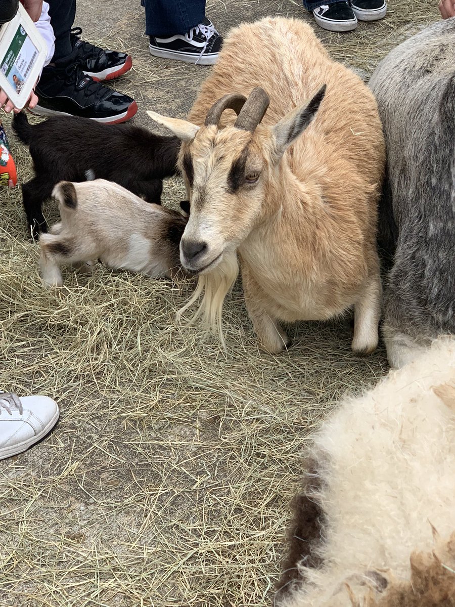 Scenes from our Rodeo Day — petting zoo, a rodeo-themed photo booth, a DJ, and a mechanical bull. 💛🤠<a href="/WaltripRam/">Waltrip High School</a>