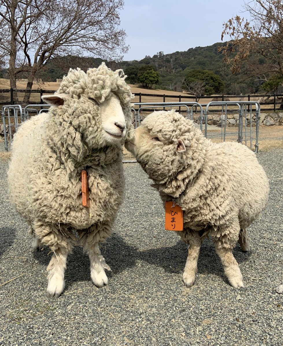 ひまりの一年間を振り返る ひつじのひまりちゃんの成長記 Togetter