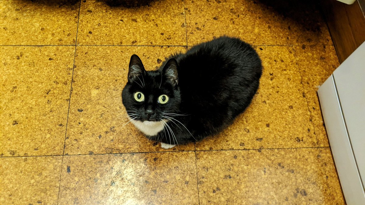 CuriousZelda's tweet photo. Beg for dinner
Do an eat
Subtle chunder 
Then repeat https://t.co/ZMDh4YMA9z