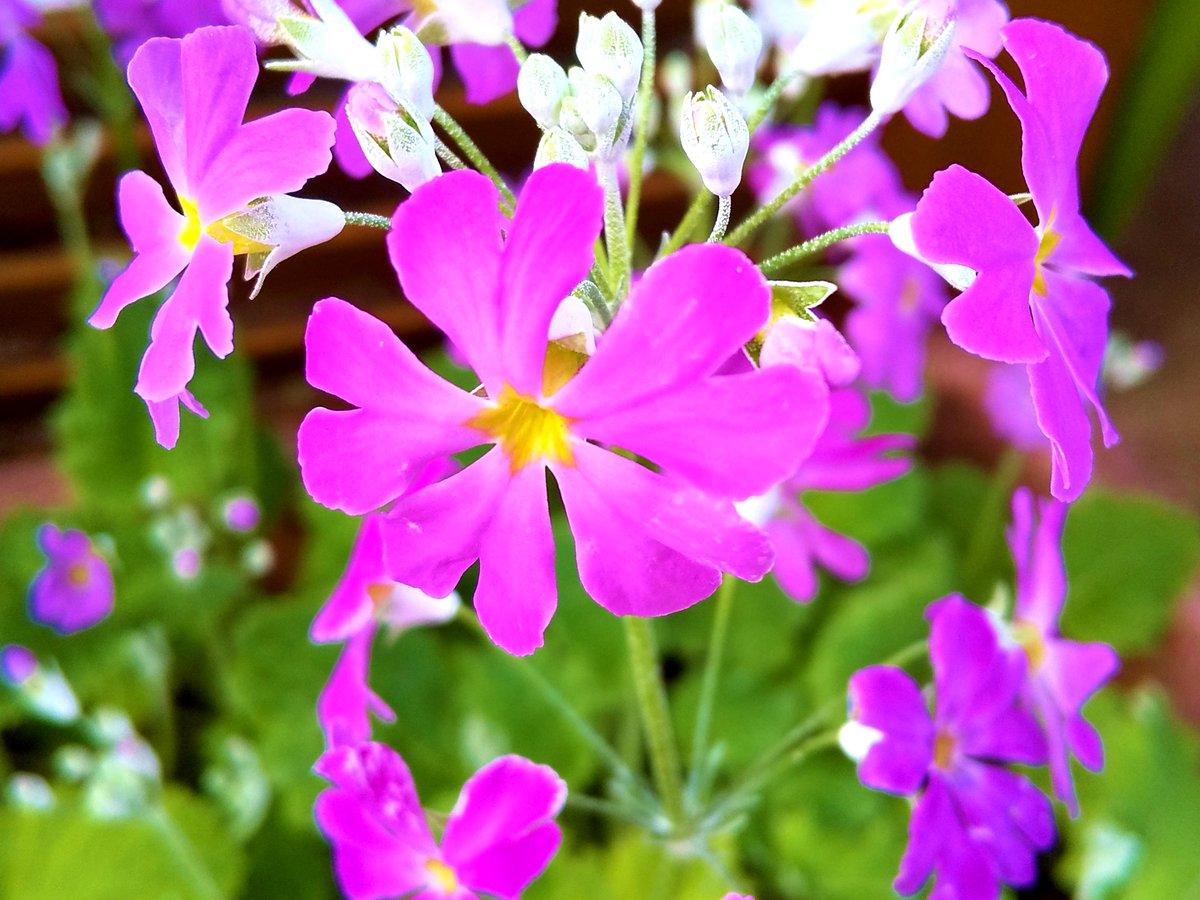 yoshinyosin's tweet photo. 🏡横浜郊外の住宅街にて🏠
🌸ピンク色のサクラソウの花🌸
紫の方が近い色かも❓
春を感じますね。😌
#横浜 #郊外 #住宅街 #ピンク #色 #紫 #花 #サクラソウ #桜草 #春 #Flower #Yokohama https://t.co/8P7w1DoMbv