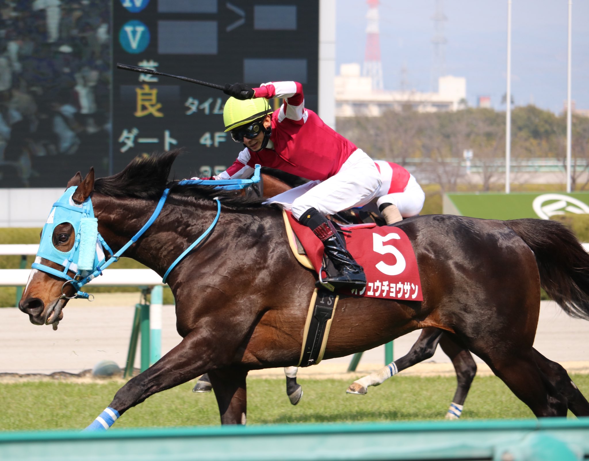 Suomiaaki 競馬v 最高にかっこいい人馬撮れたのでみてー オジュウチョウサン 阪神スプリングj T Co 1dclgbabsj Twitter