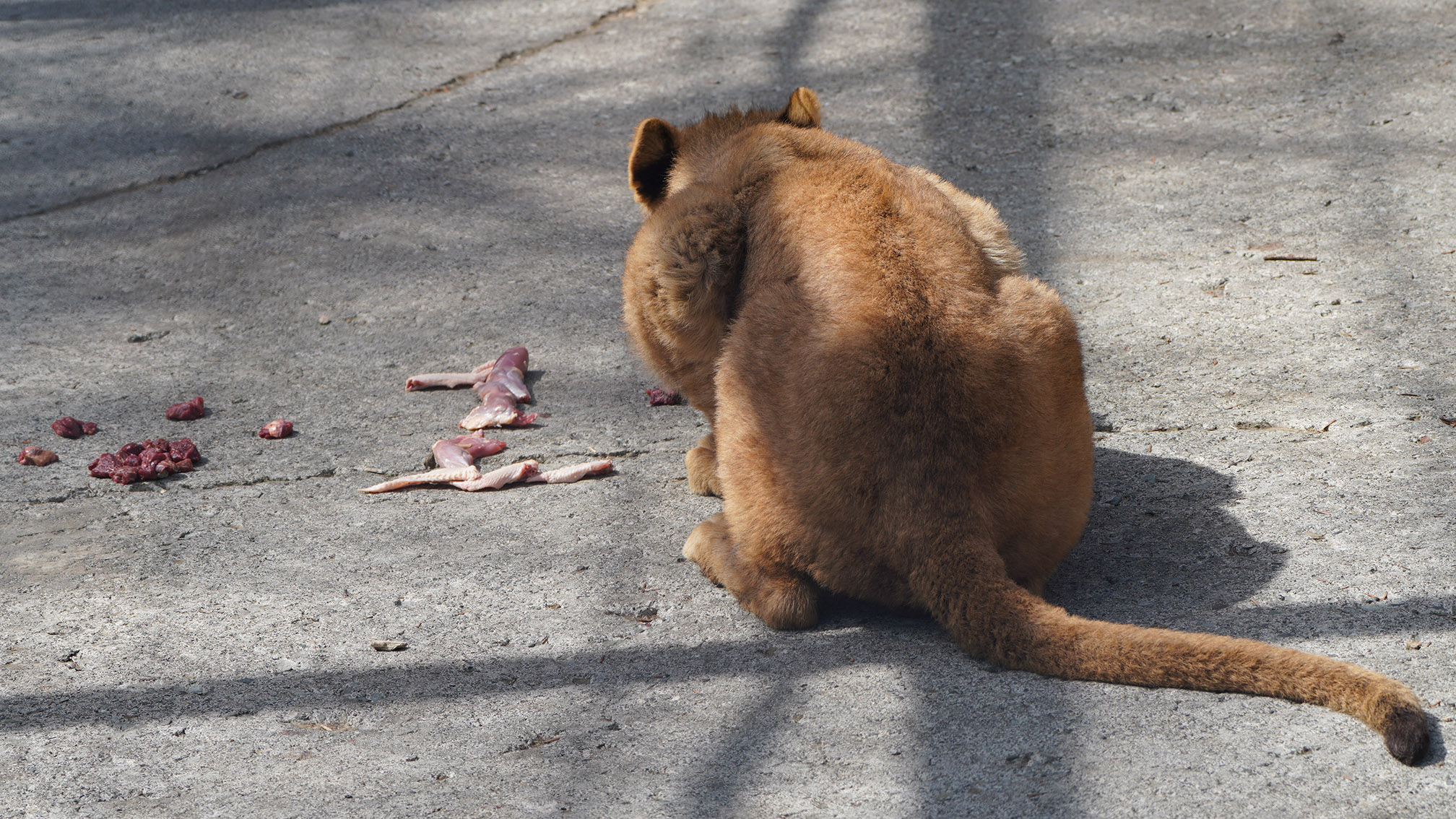 富士サファリパーク公式 ある動物の 1歳の誕生日 を飼育員がお祝い プレゼントのお肉に夢中 この後ろ姿は 富士サファリパーク T Co 0goalcgnnr Twitter