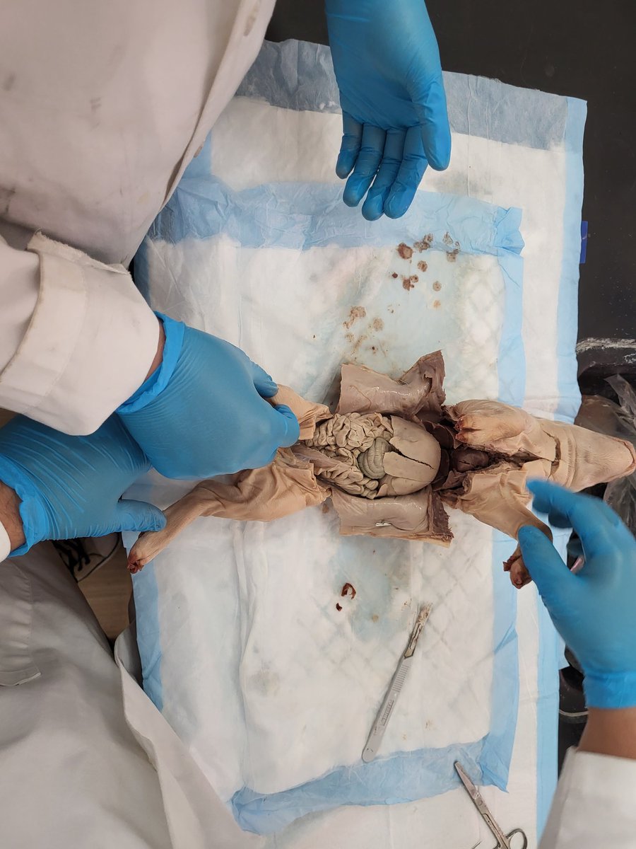 Sarah Elwin tweet media