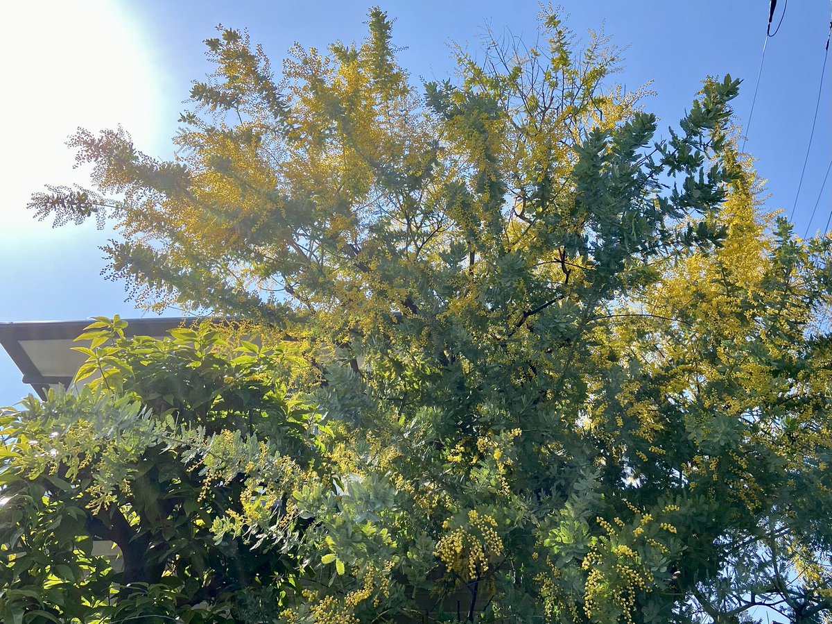 funikame's tweet photo. 今年もご近所さんのお庭のミモザがちらほら咲き始めました🌞
まるで光の粒のようです✨
#ミモザ #フサアカシア #silverwattle https://t.co/SG0DZXGEfU